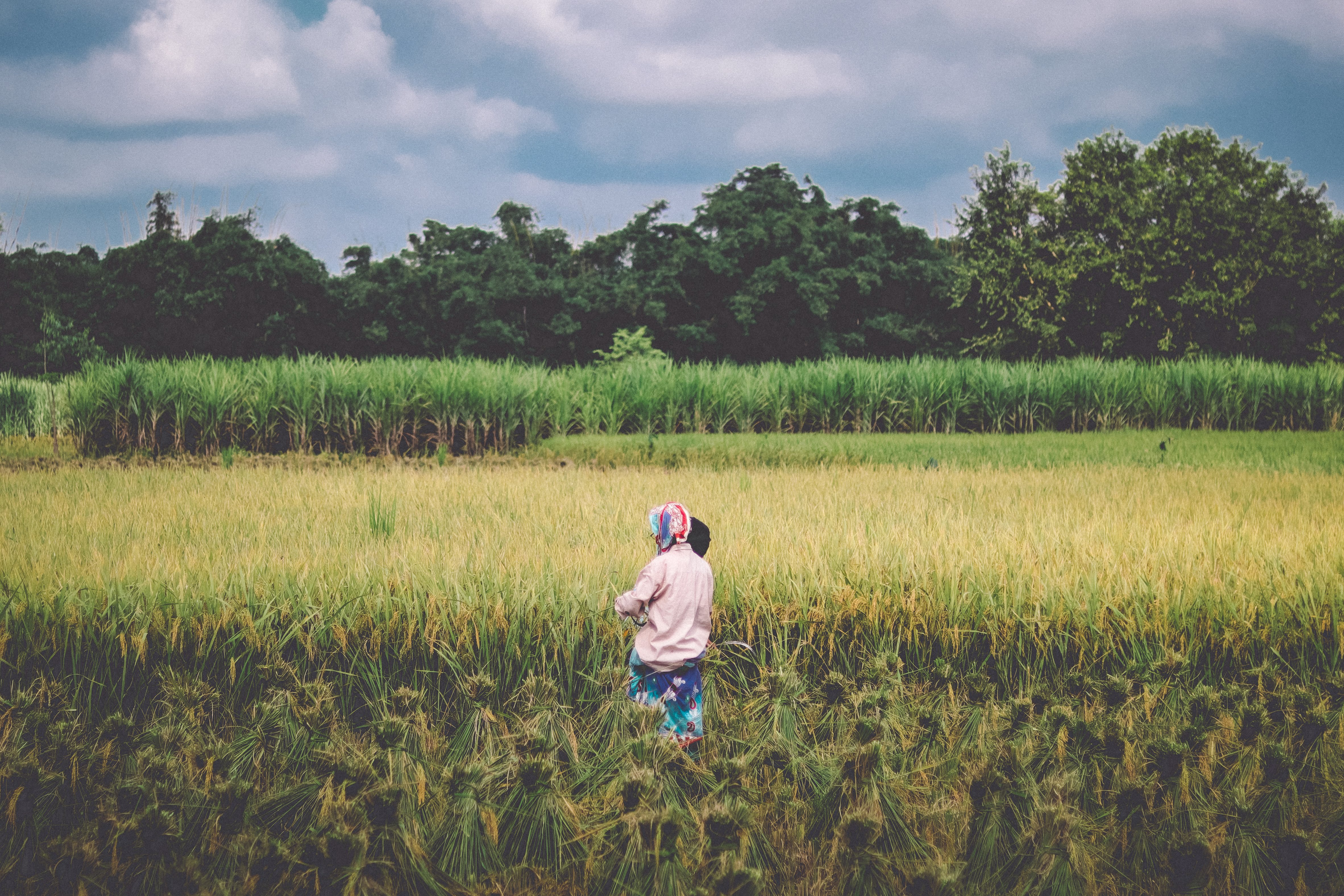 Fields of Gold: Kalaiya